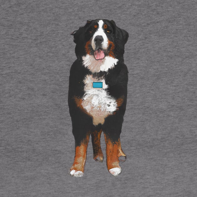 Cute Bernese Mountain Dog Drawing by Play Zoo